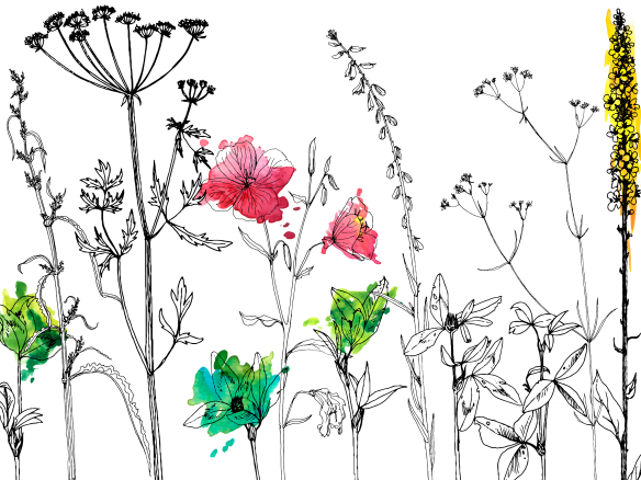 Geszeichnete und kolorierte Pflanzen